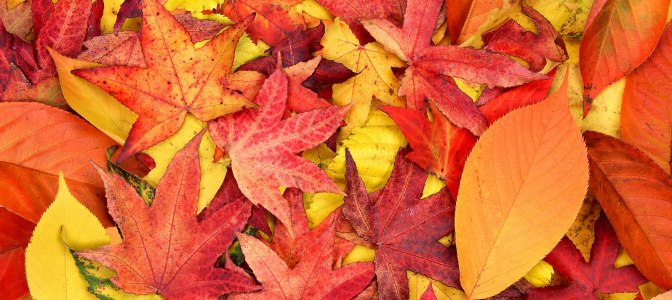 7. These three colors in the autumn leaves are examples of…