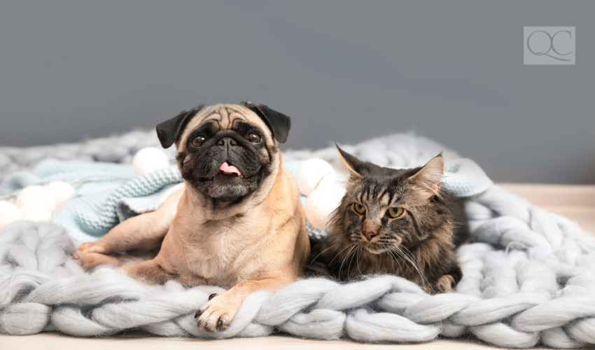 cat and dog pets on throw blanket for interior decorating