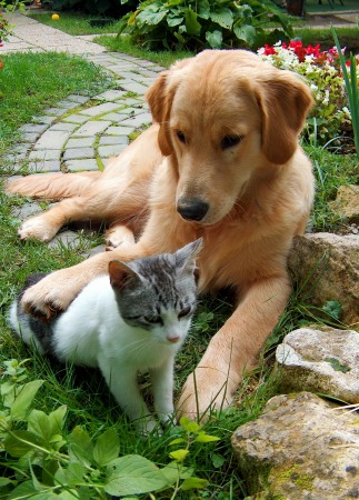 Dog and cat out in the garden