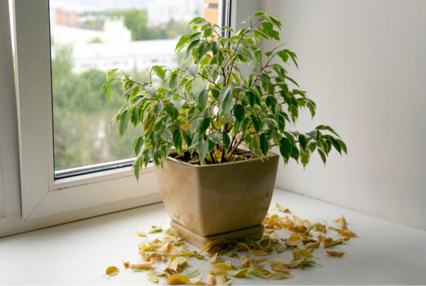 bad feng shui - dying plant on windowsill