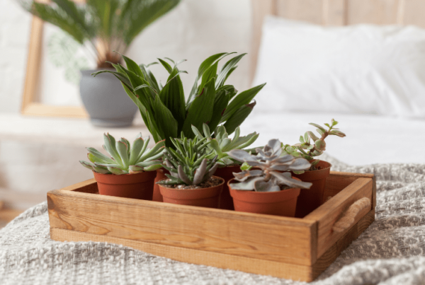 succulents bedroom green design and professional organizing training