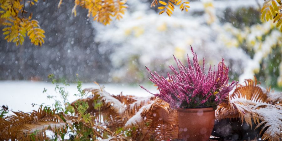 Purple heather, Calluna vulgaris, in flower pot among withered ostrich fern under yellow rowan tree leaves, winter snowfall in the garden. Landscape design tips article.